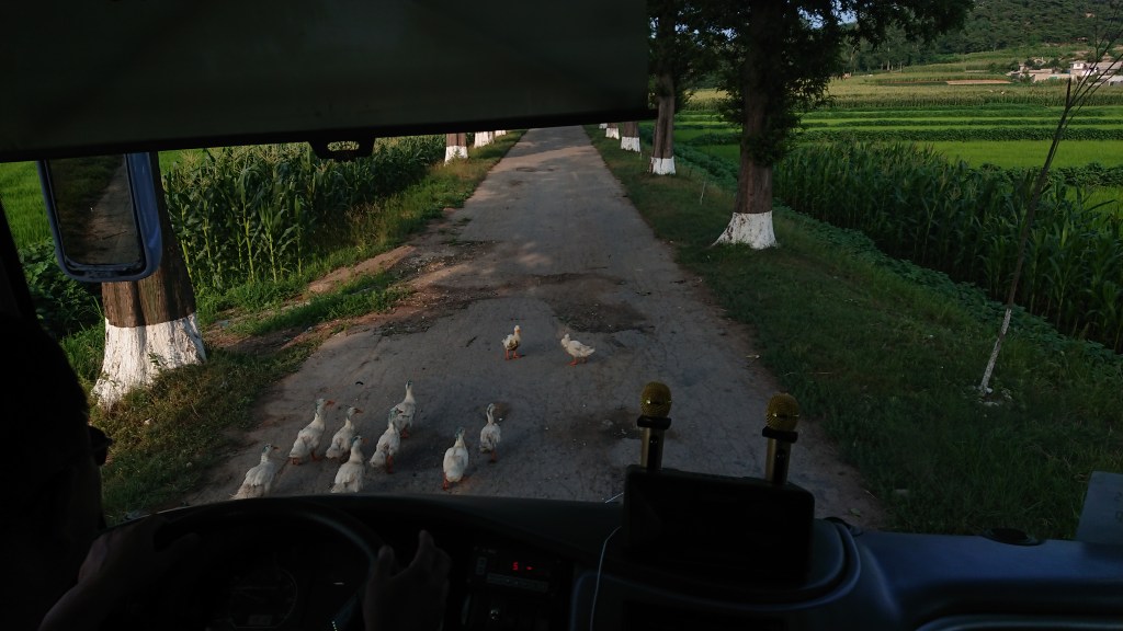 Des canards bloquent la route, dans une région rurale de Corée du Nord